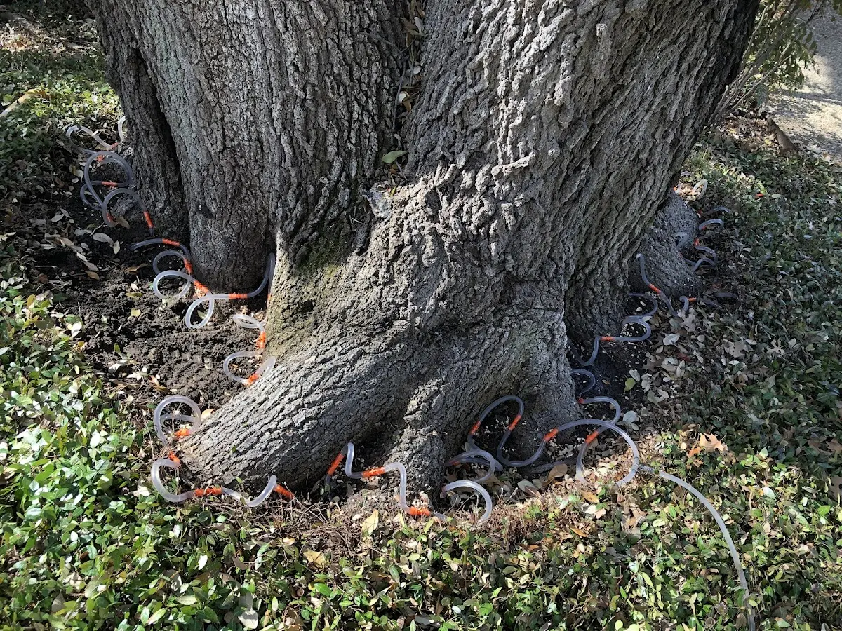 Detailed Tree Cabling and Bracing job site in Garden City